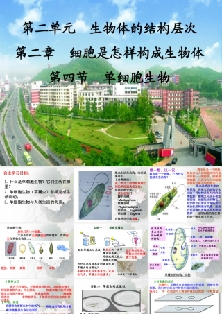 人教版七上第二单元第二章第四节+单细胞生物（共24张PPT）