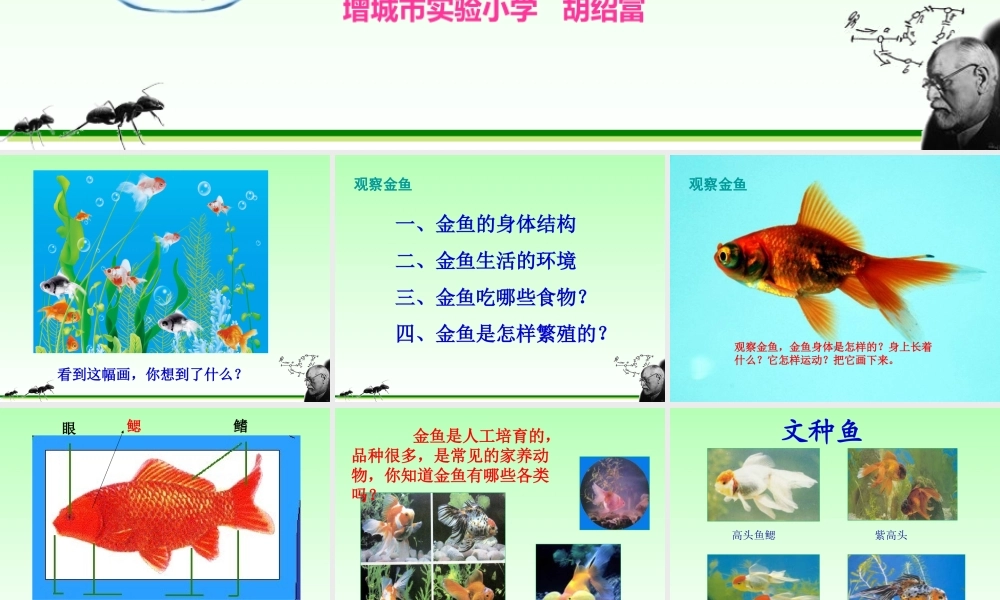 小学三年级科学上册金鱼胡绍富