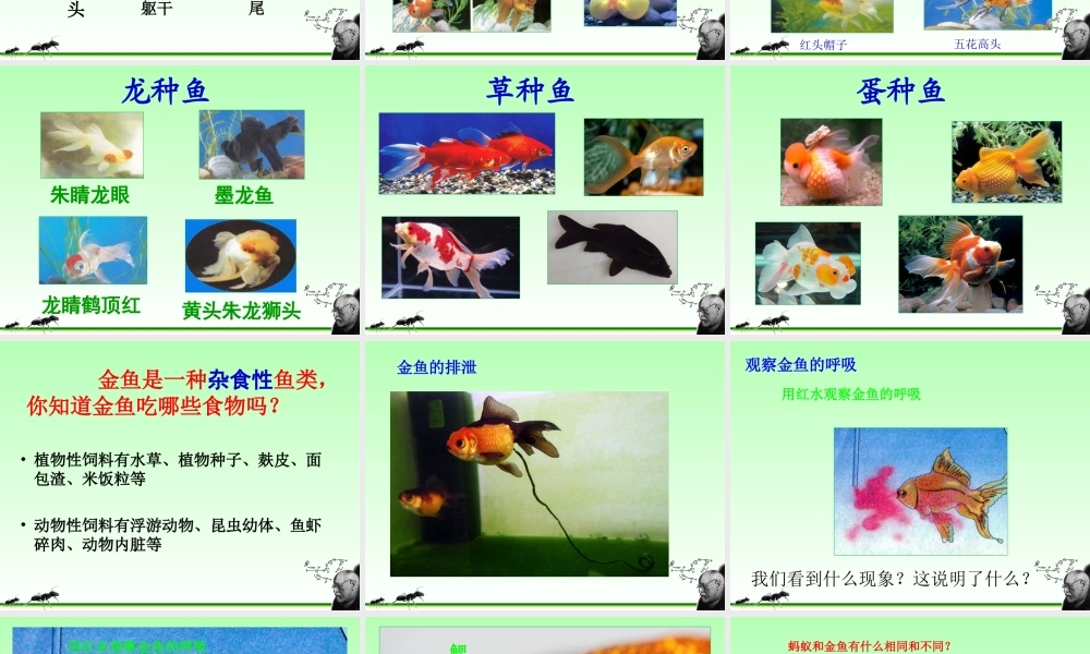 小学三年级科学上册金鱼胡绍富