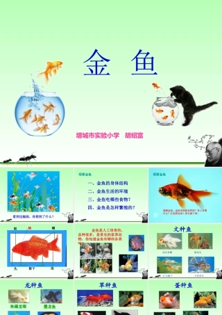 小学三年级科学上册金鱼胡绍富