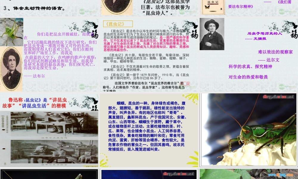 绿色蝈蝈 (3)