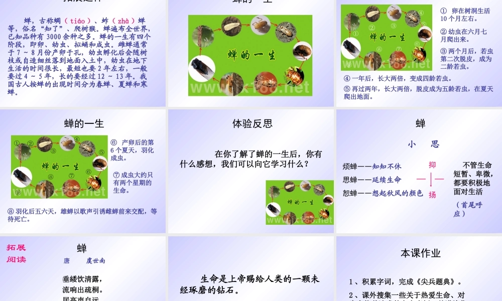短文两篇《蝉》《贝壳》课件