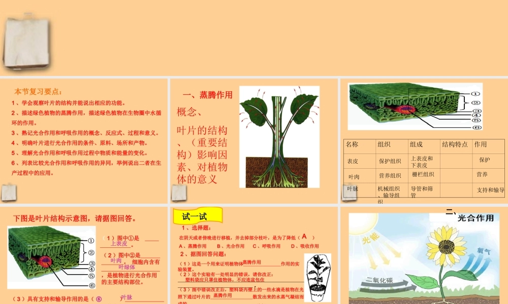 中考生物 植物三大生理活动课件人教新课标版 课件