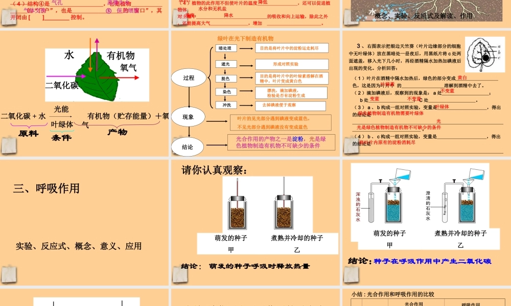 中考生物 植物三大生理活动课件人教新课标版 课件
