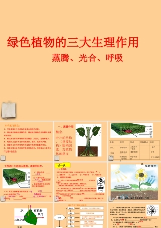 中考生物 植物三大生理活动课件人教新课标版 课件