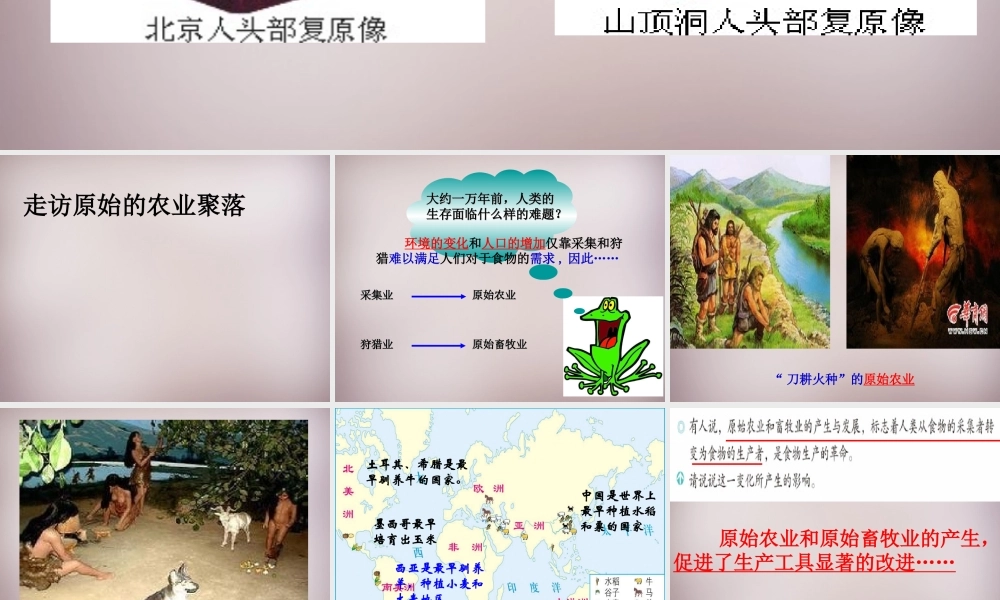 七年级历史与社会下册 第八单元 第1课 第2框(走访原始的农业聚落)课件1 人教版 课件