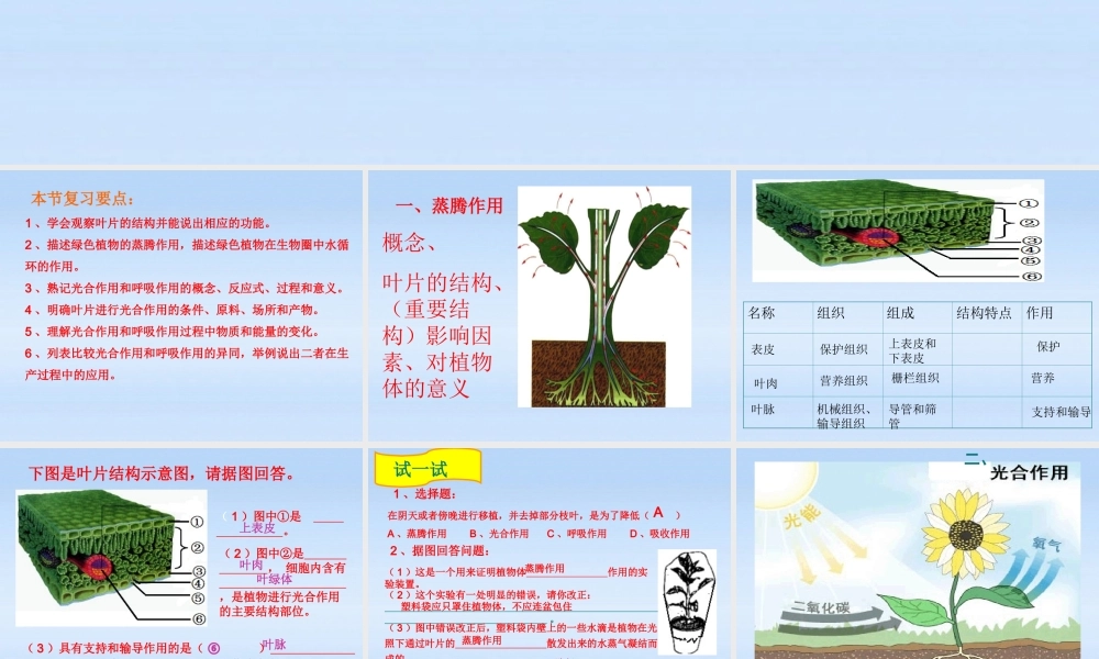 中考生物复习课件-绿色植物的三大生理作用 人教新课标版 课件