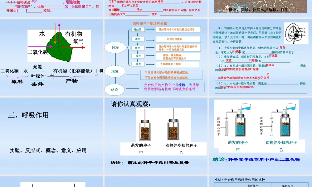 中考生物复习课件-绿色植物的三大生理作用 人教新课标版 课件