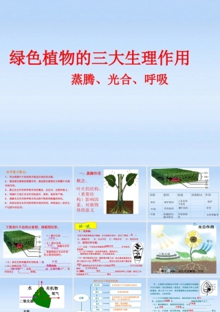 中考生物复习课件-绿色植物的三大生理作用 人教新课标版 课件