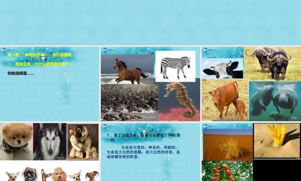 七年级政治上册 第八课 生命之间课件 人民版 课件