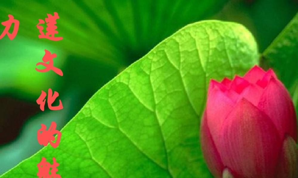 (莲文化的魅力)课件3 八年级语文上册第五单元(综合性学习莲文化的魅力)课件7套人教版 八年级语文上册第五单元(综合性学习莲文化的魅力)课件7套人教版