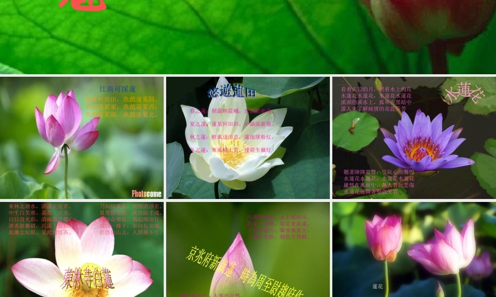 (莲文化的魅力)课件3 八年级语文上册第五单元(综合性学习莲文化的魅力)课件7套人教版 八年级语文上册第五单元(综合性学习莲文化的魅力)课件7套人教版