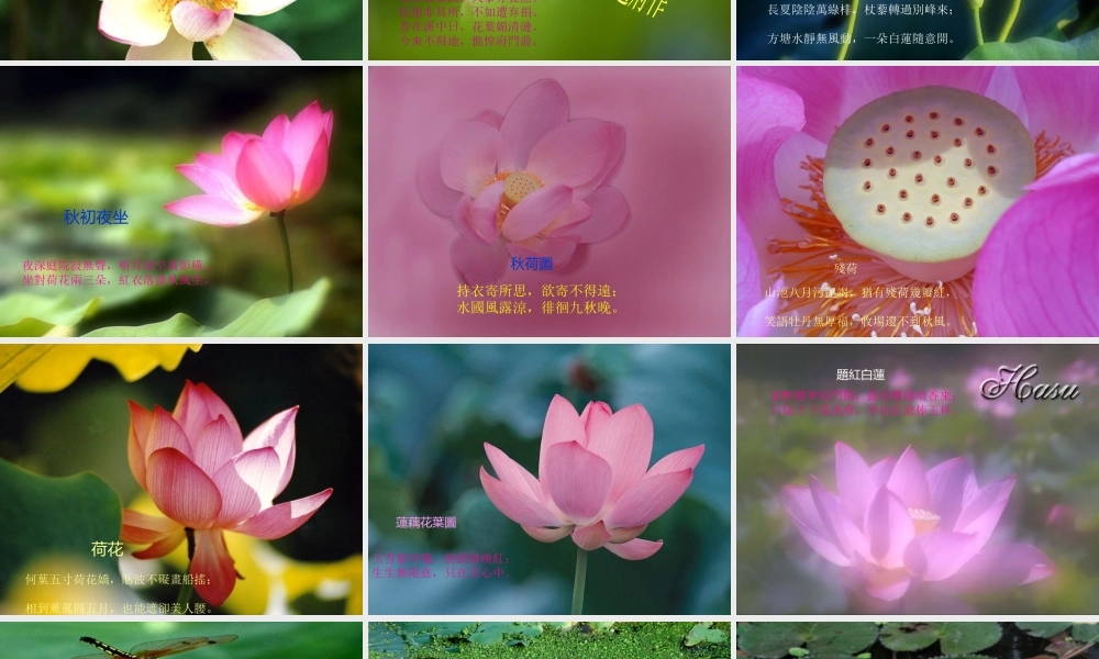 (莲文化的魅力)课件3 八年级语文上册第五单元(综合性学习莲文化的魅力)课件7套人教版 八年级语文上册第五单元(综合性学习莲文化的魅力)课件7套人教版