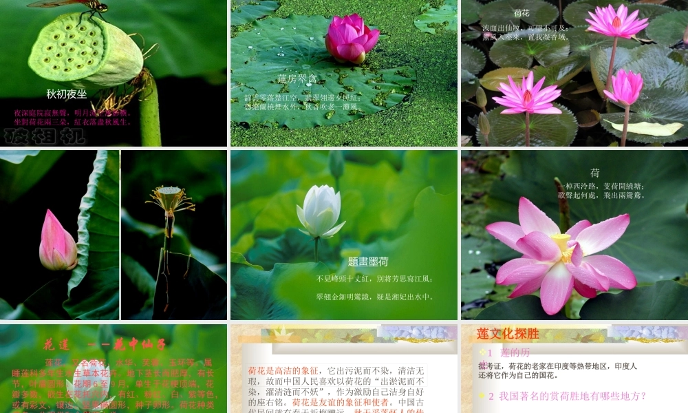 (莲文化的魅力)课件3 八年级语文上册第五单元(综合性学习莲文化的魅力)课件7套人教版 八年级语文上册第五单元(综合性学习莲文化的魅力)课件7套人教版