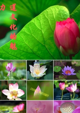 (莲文化的魅力)课件3 八年级语文上册第五单元(综合性学习莲文化的魅力)课件7套人教版 八年级语文上册第五单元(综合性学习莲文化的魅力)课件7套人教版