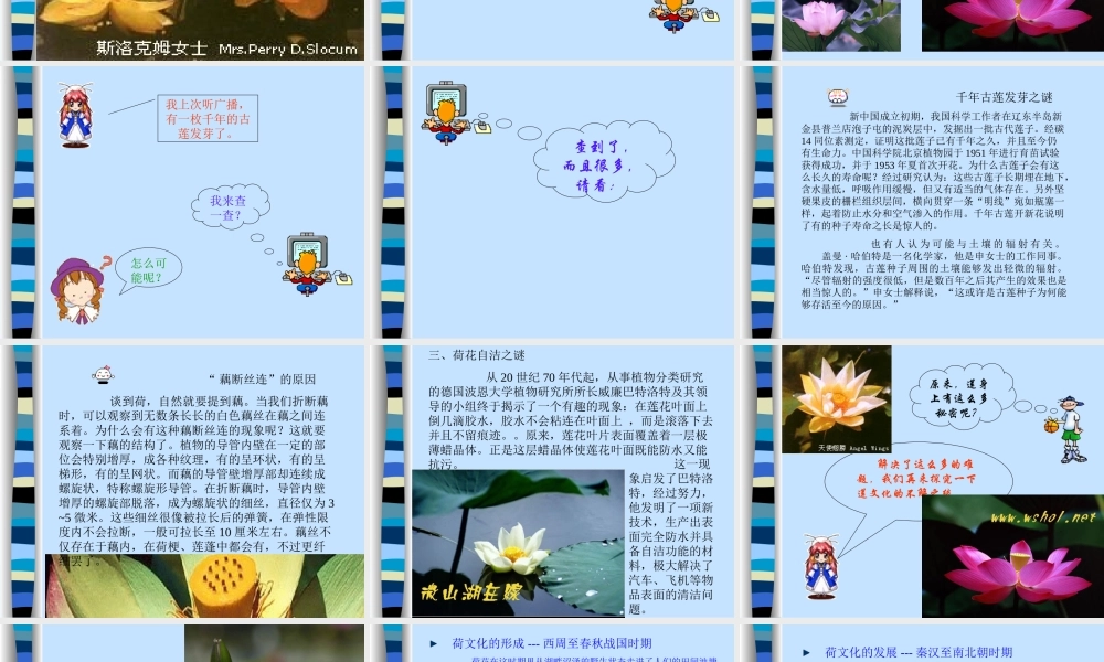 (莲文化的魅力)课件1 八年级语文上册第五单元(综合性学习莲文化的魅力)课件7套人教版 八年级语文上册第五单元(综合性学习莲文化的魅力)课件7套人教版