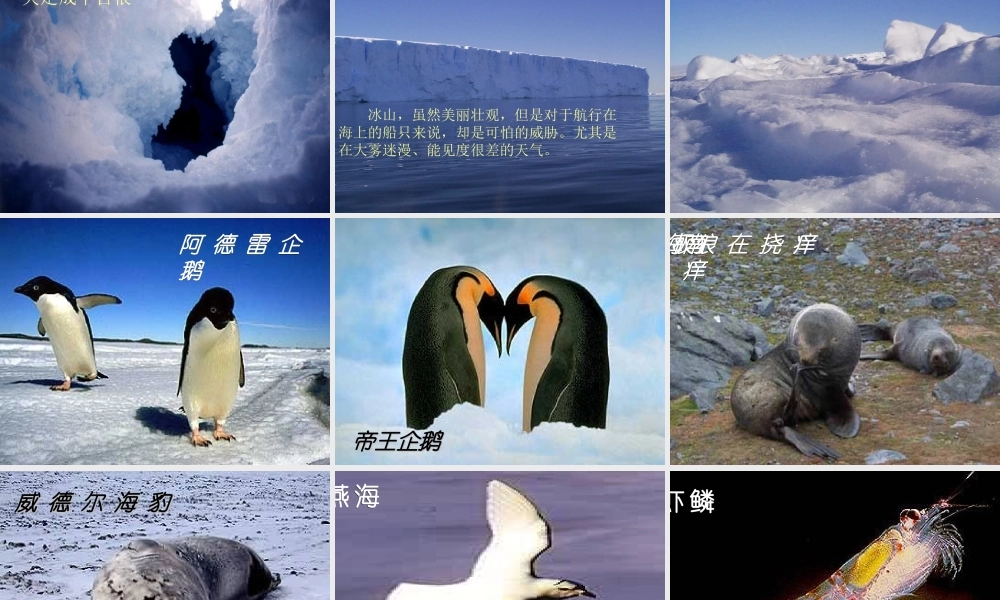 (秋季版)七年级语文下册 第六单元 第21课 伟大的悲剧课件 新人教版 课件