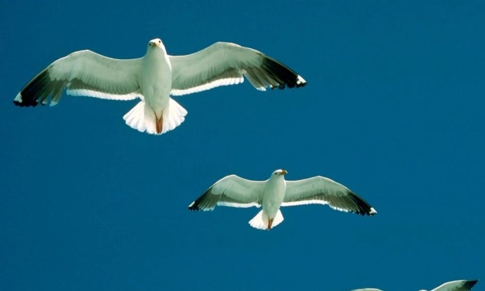 七年级政治上册 第七课(做自尊自信的人-成功需自信)课件 鲁教版 课件