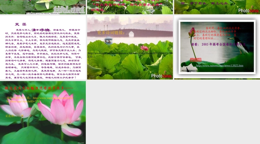 (莲文化的魅力)课件6 八年级语文上册第五单元(综合性学习莲文化的魅力)课件7套人教版 八年级语文上册第五单元(综合性学习莲文化的魅力)课件7套人教版