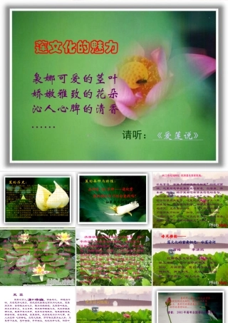 (莲文化的魅力)课件6 八年级语文上册第五单元(综合性学习莲文化的魅力)课件7套人教版 八年级语文上册第五单元(综合性学习莲文化的魅力)课件7套人教版