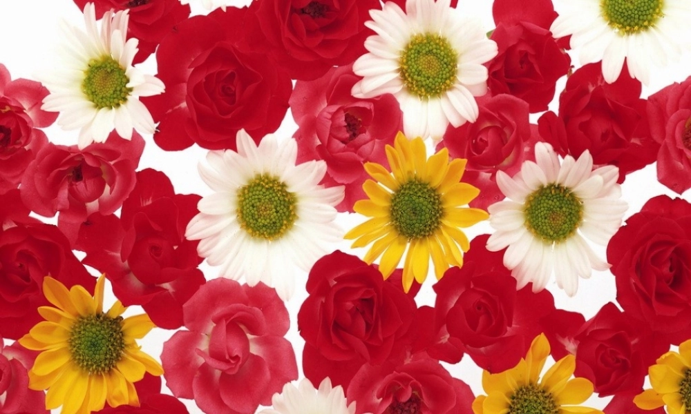 七年级政治上册 第三课第三框生命之花绽放课件 新人教版 课件