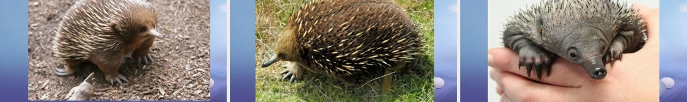 (秋季版)七年级语文下册 第四单元 15 珍奇的动物——针鼹图片课件 语文版 课件