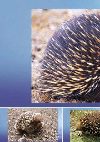 (秋季版)七年级语文下册 第四单元 15 珍奇的动物——针鼹图片课件 语文版 课件