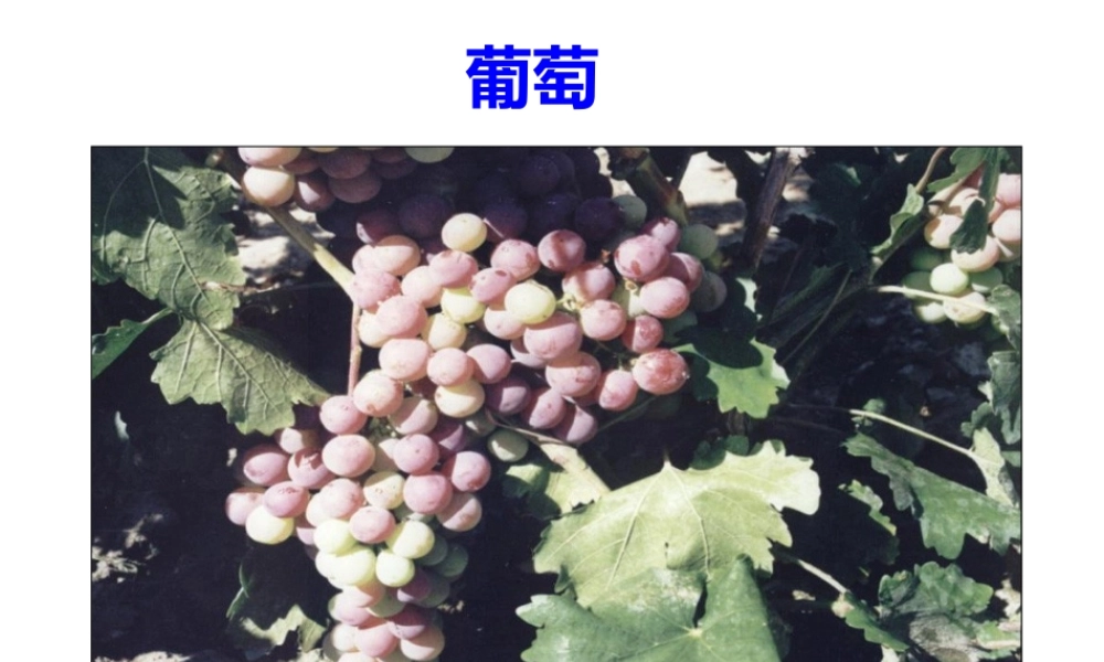 七年级历史上册汉通西域和丝绸之路课件人教版 课件
