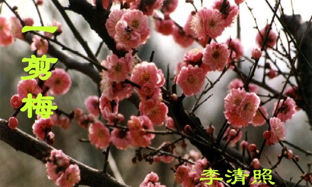 一剪梅 课件