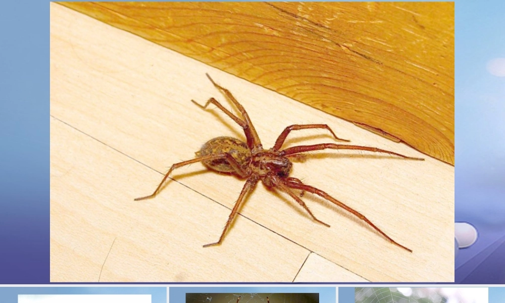 (秋季版)七年级语文下册 第四单元 14 蜘蛛图片课件 语文版 课件