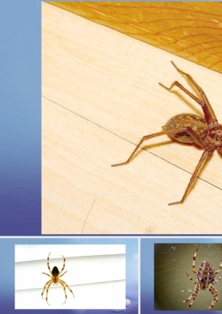 (秋季版)七年级语文下册 第四单元 14 蜘蛛图片课件 语文版 课件