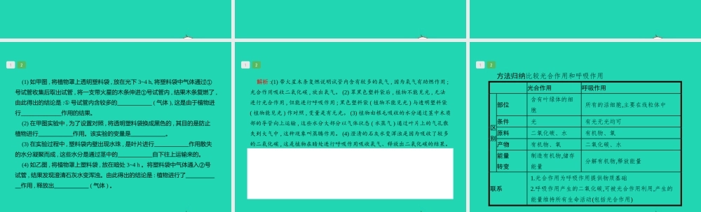 中考生物 专题3 生物圈中的绿色植物课件