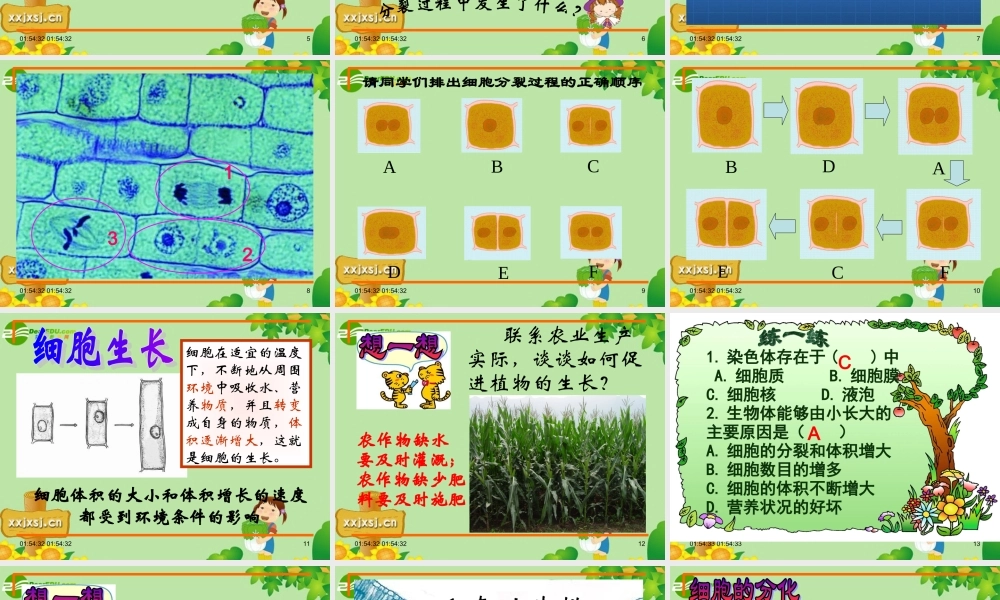 1 七年级生物上册 第二单元 第一节 细胞的分裂与分化课件 苏教版