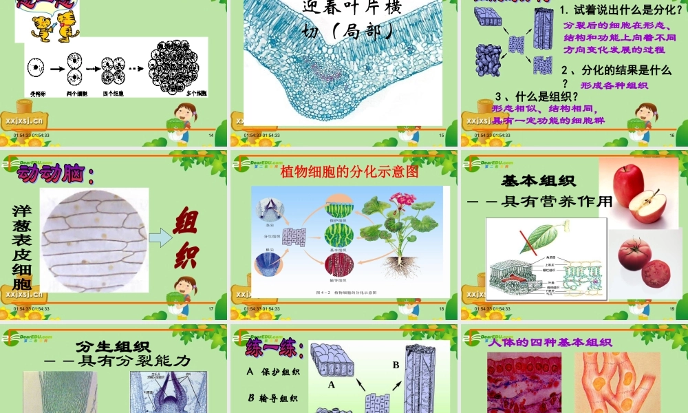 1 七年级生物上册 第二单元 第一节 细胞的分裂与分化课件 苏教版