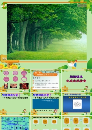 1 七年级生物上册 第二单元 第一节 细胞的分裂与分化课件 苏教版