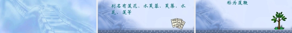 (莲文化的魅力)课件2 八年级语文上册第五单元(综合性学习莲文化的魅力)课件7套人教版 八年级语文上册第五单元(综合性学习莲文化的魅力)课件7套人教版
