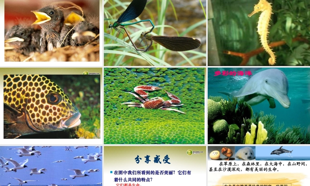 七年级政治下册 第五单元第一课生命宝贵课件 粤教版 课件