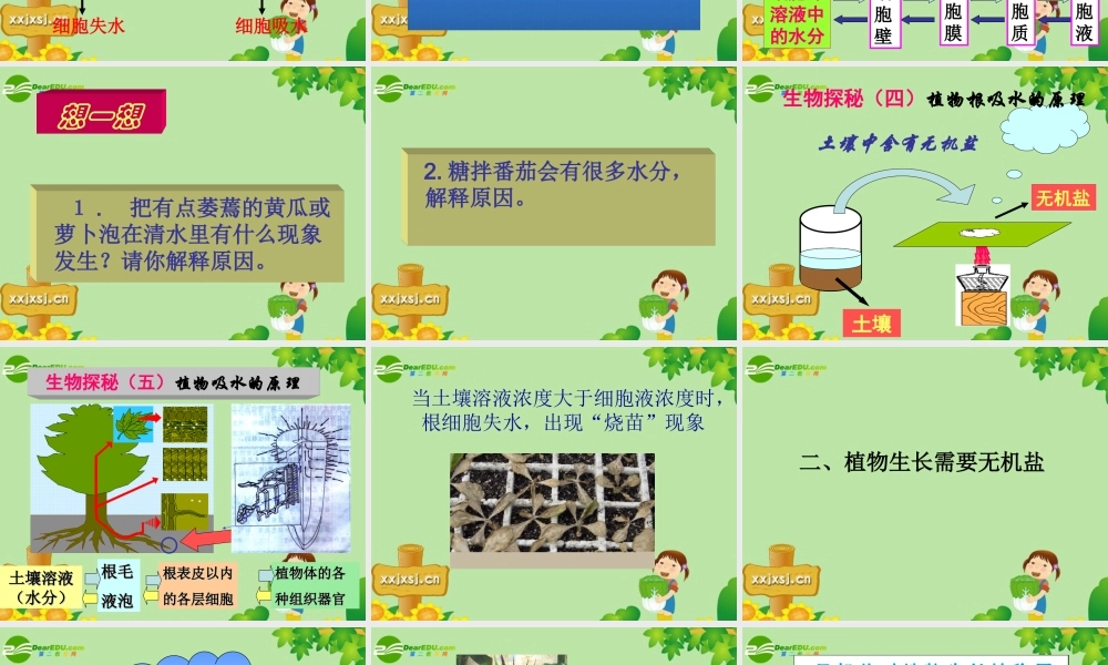 3 七年级生物上册 植物生长需要水和无机盐课件 苏教版