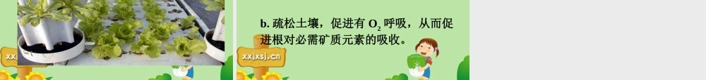 3 七年级生物上册 植物生长需要水和无机盐课件 苏教版