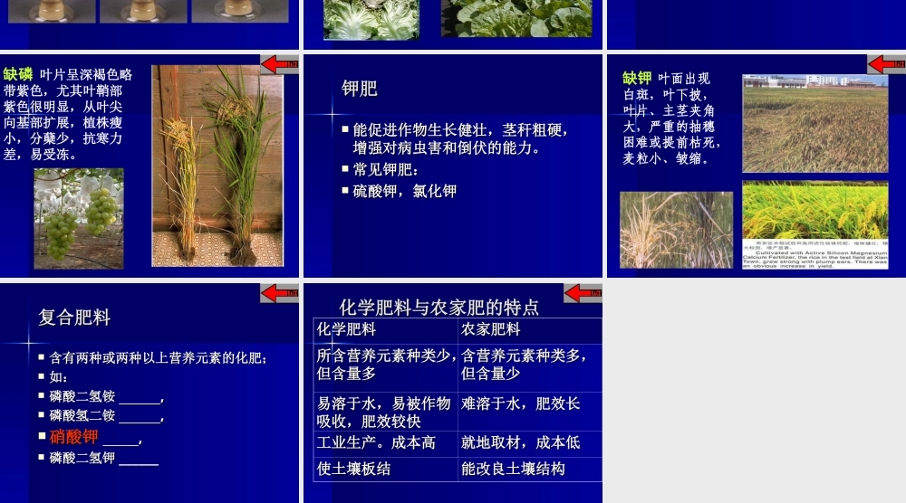 九年级化学下册化学肥料课件粤教版 课件