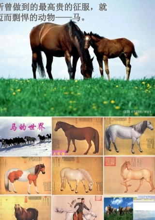 七年级下第六单元综合性学习马的世界课件 人教版 课件