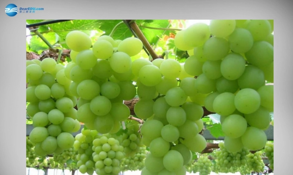 七年级历史上册 第16课 丝绸之路的开辟课件2 岳麓版 课件