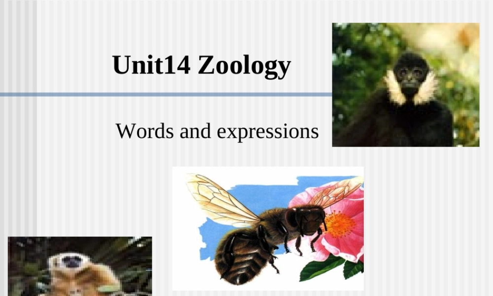 Unit14 Zoology 新课标 人教版 课件