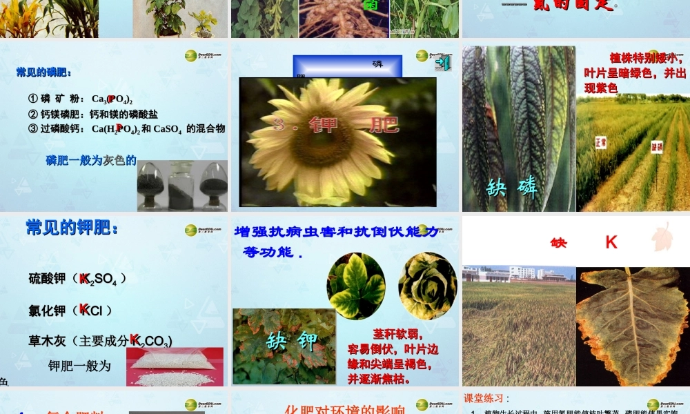 九年级化学下册 第11单元 课题2 化学肥料课件 新人教版 课件