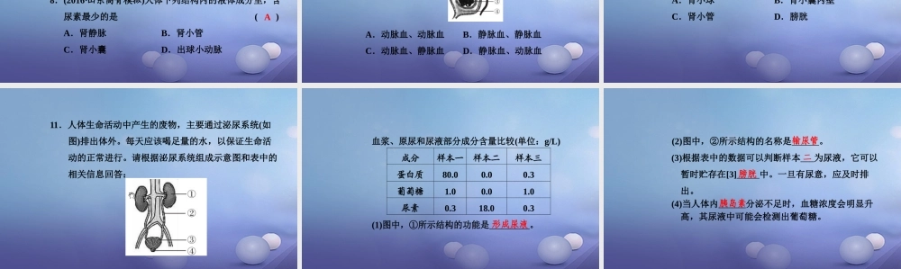 中考生物一轮复习 第四单元 第五章 人体内废物的排出课件 新人教版 课件