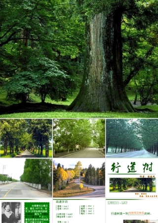 (行道树)课件1 7.1