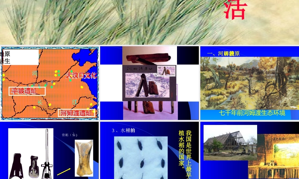 七年级历史第2课原始的农耕生活课件 新课标 人教版 课件