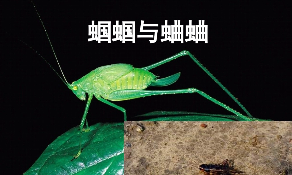 (外国诗两首)课件3 九年级语文上册第一单元(外国诗两首)课件6套人教版