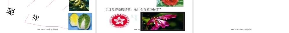 1 七年级科学上：第2章第3节 常见的植物课件浙教版