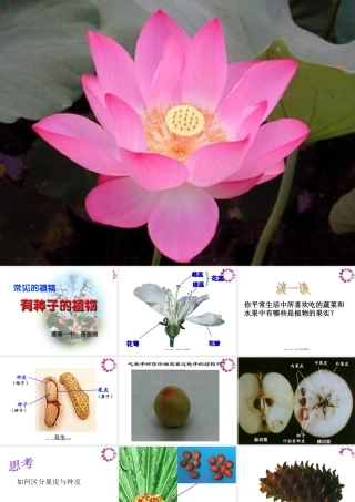 1 七年级科学上：第2章第3节 常见的植物课件浙教版